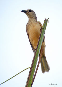 Image of fawn-breasted bowerbird