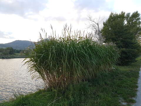 Слика од Miscanthus sacchariflorus (Maxim.) Benth. & Hook. fil. ex Franch.