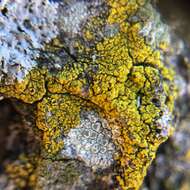 Image of eggyolk lichen