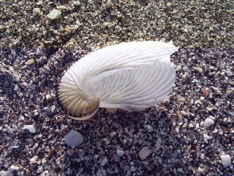 Image of rough-keeled argonaut