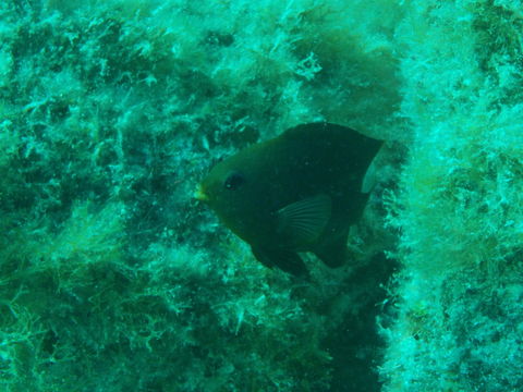 Image of Cortez damselfish
