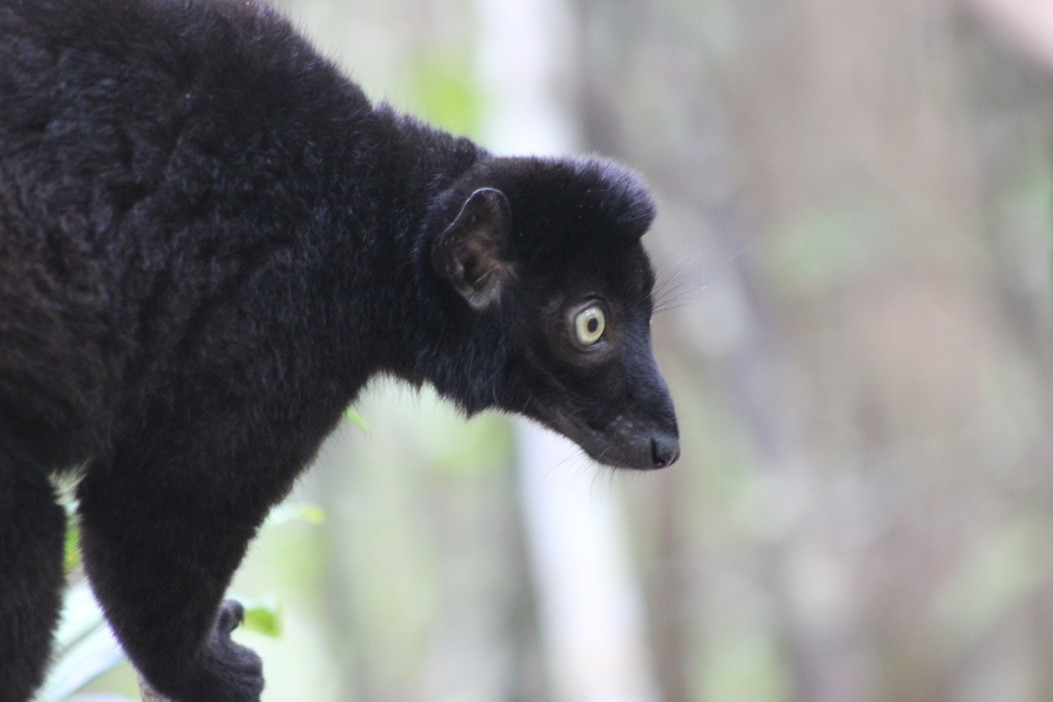 Image of Blue-eyed Black Lemur
