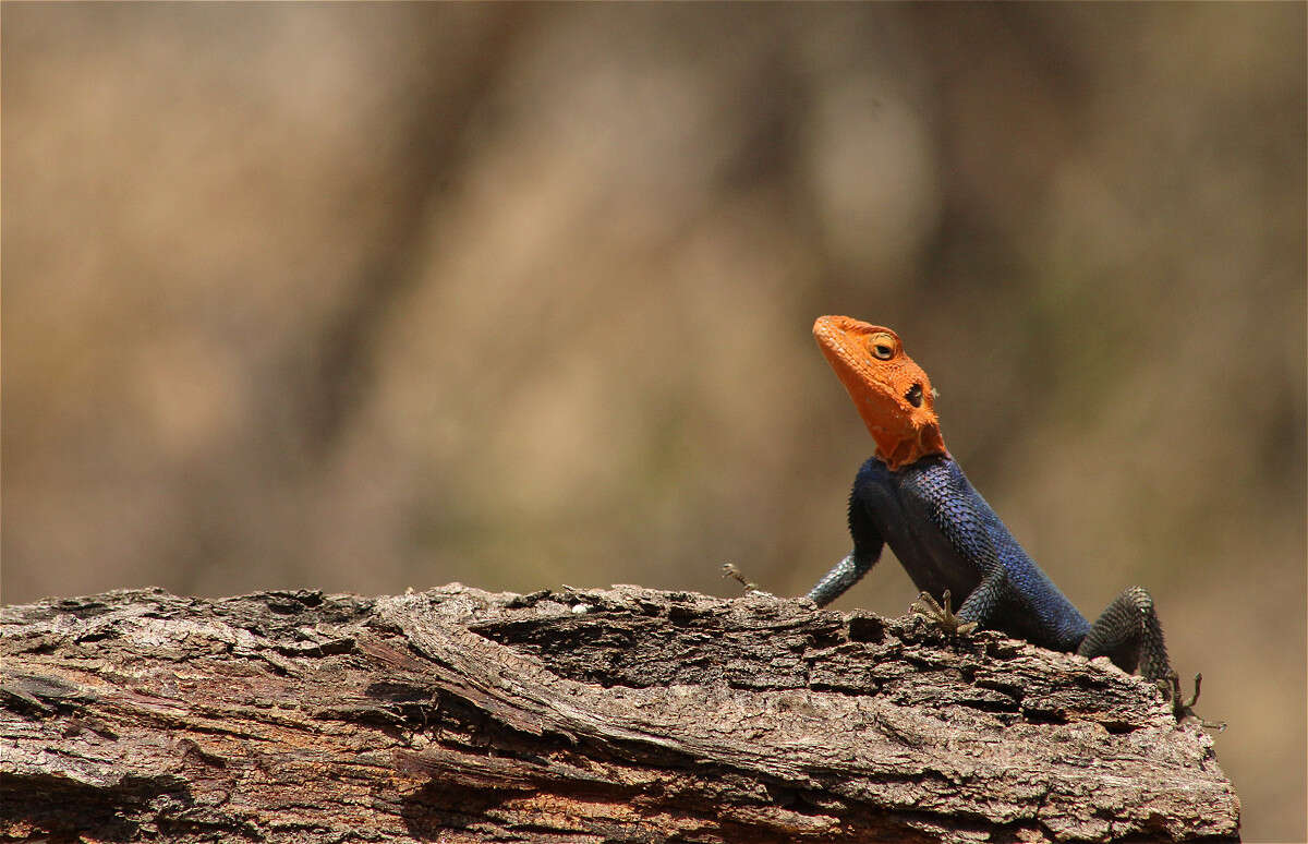 Слика од Agama planiceps Peters 1862