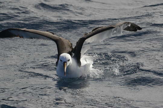 Image de Albatros de Carter