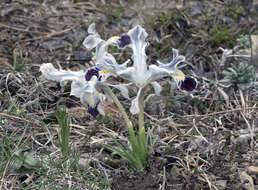 Imagem de Iris stenophylla Hausskn. ex Baker