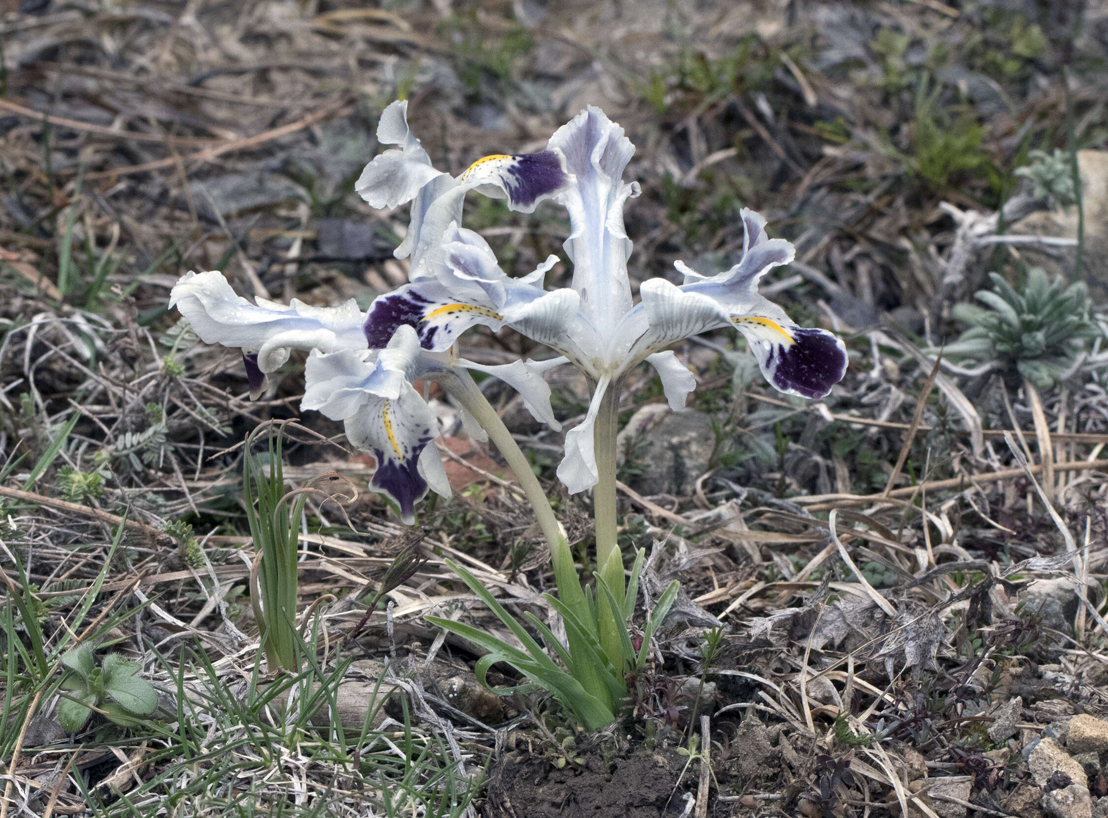 Слика од Iris stenophylla Hausskn. ex Baker