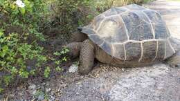 Image of Sierra Negra giant tortoise