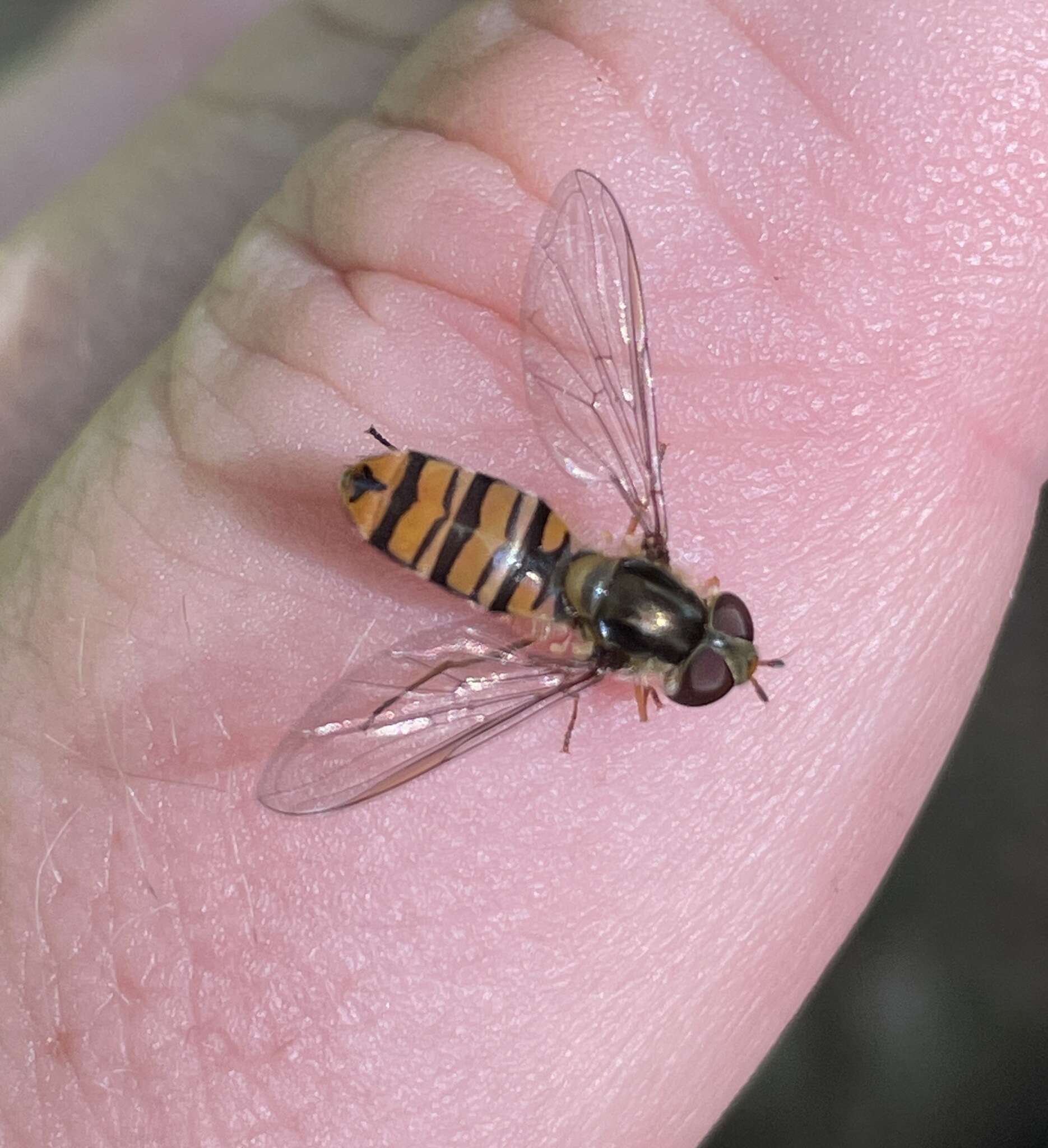 Image of Marmalade hoverfly