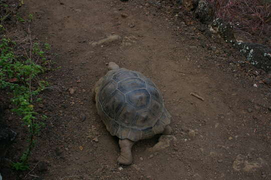 Image of Sierra Negra giant tortoise