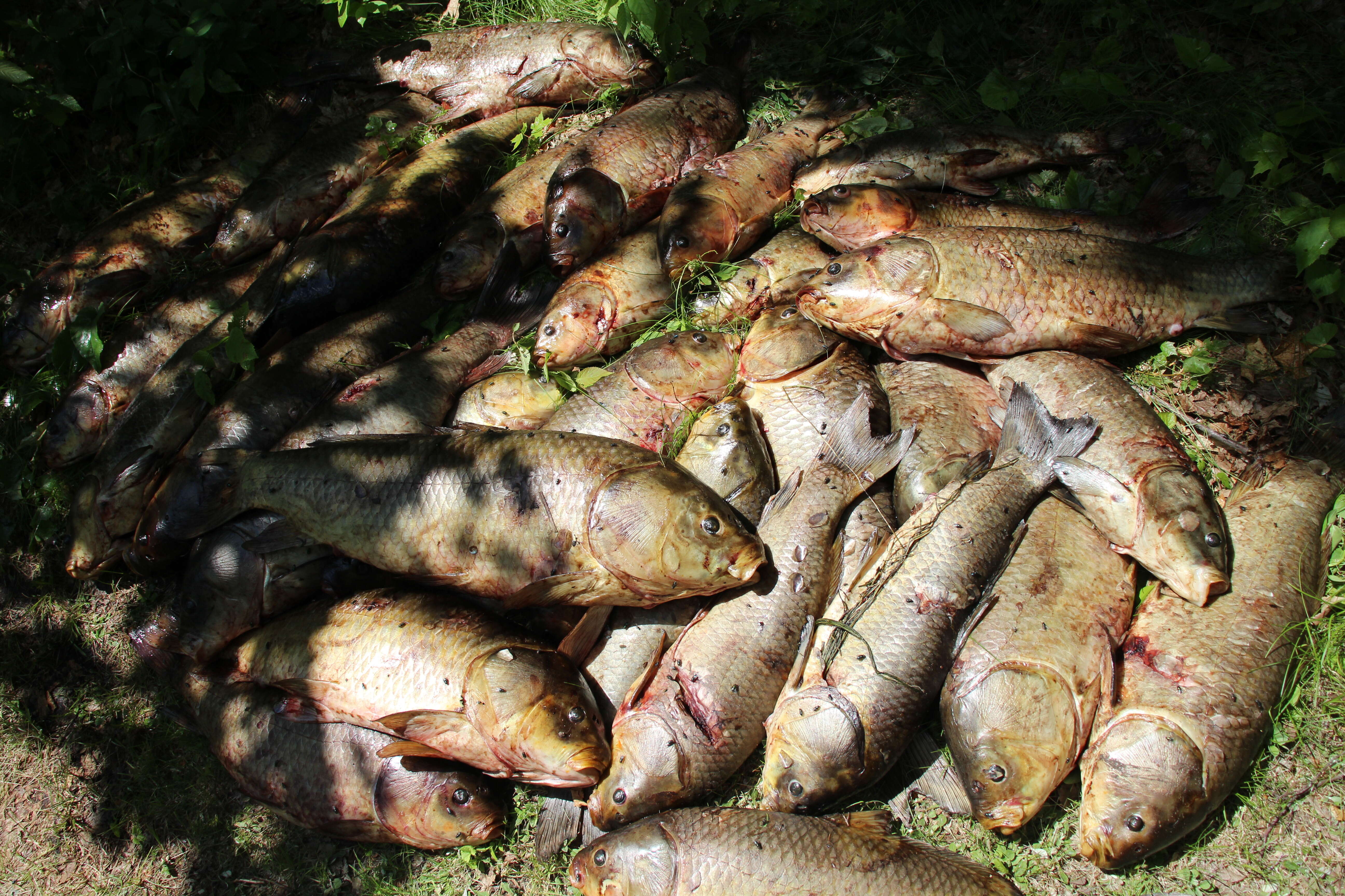 Image of Bigmouth Buffalo