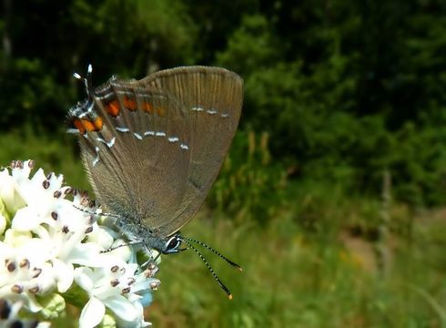 Image of <i>Satyrium ilicis</i>