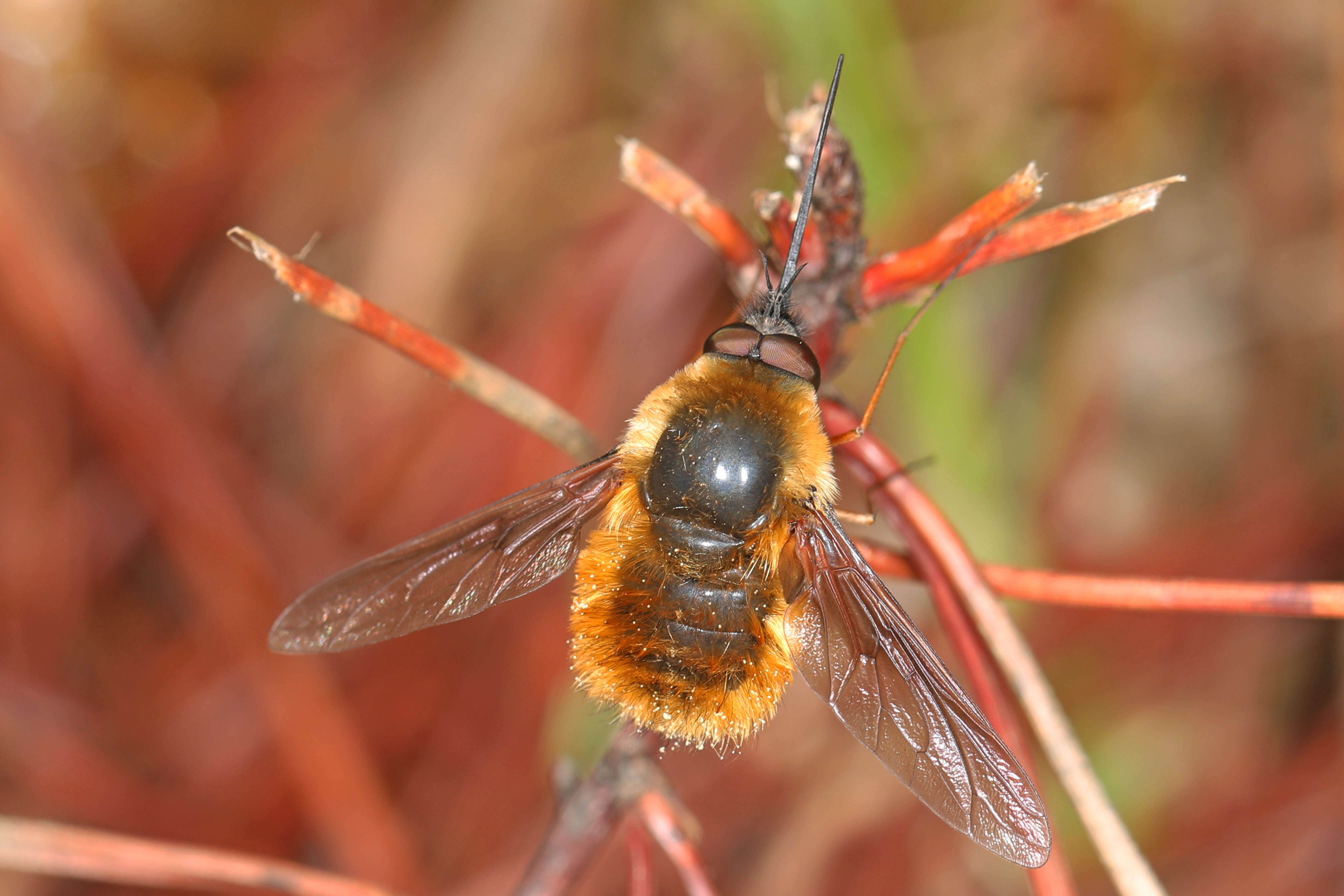 Image of Large bee-fly