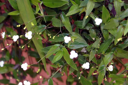 Image of Tahitian bridal veil