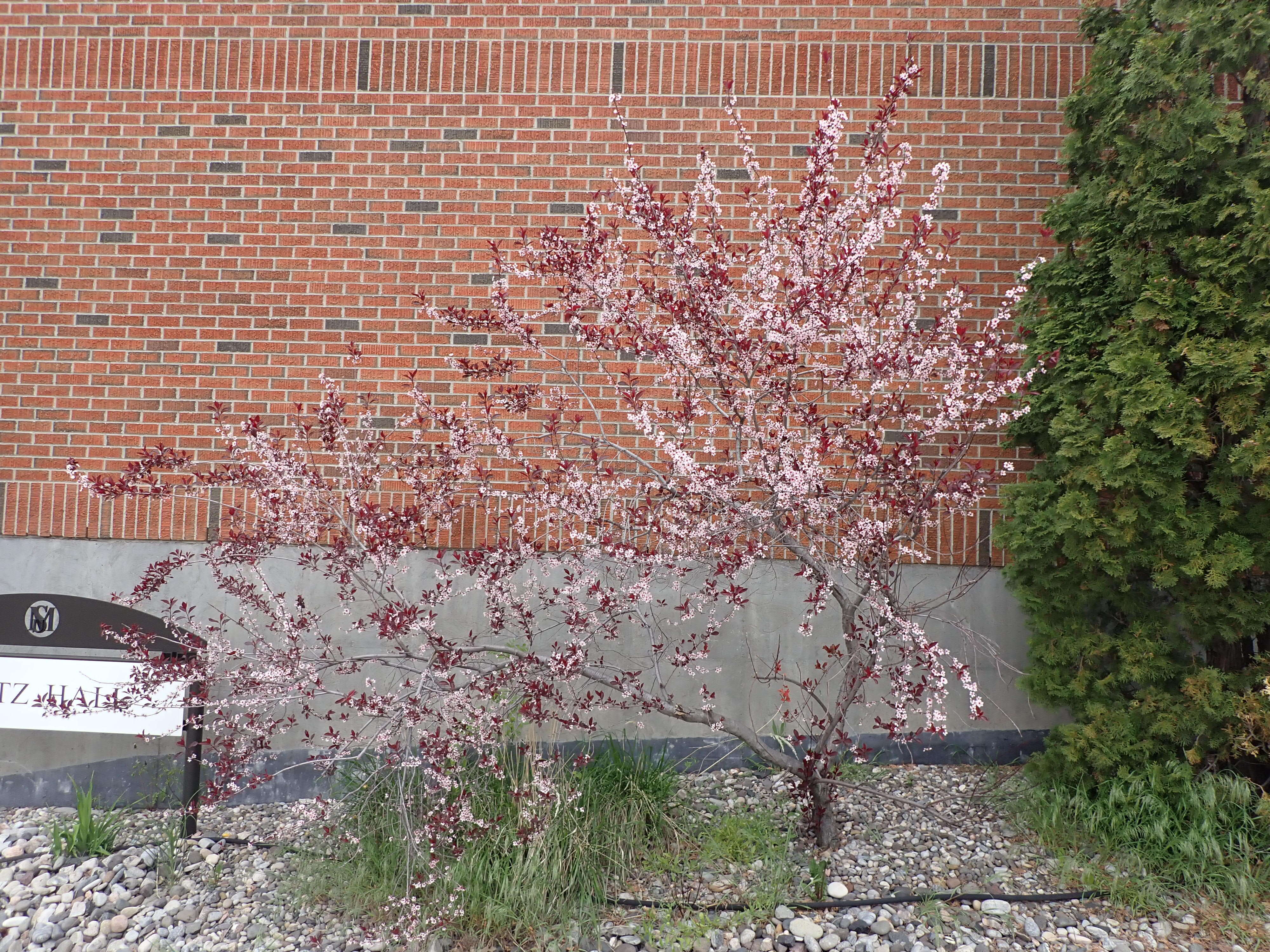 Image of Prunus × cistena