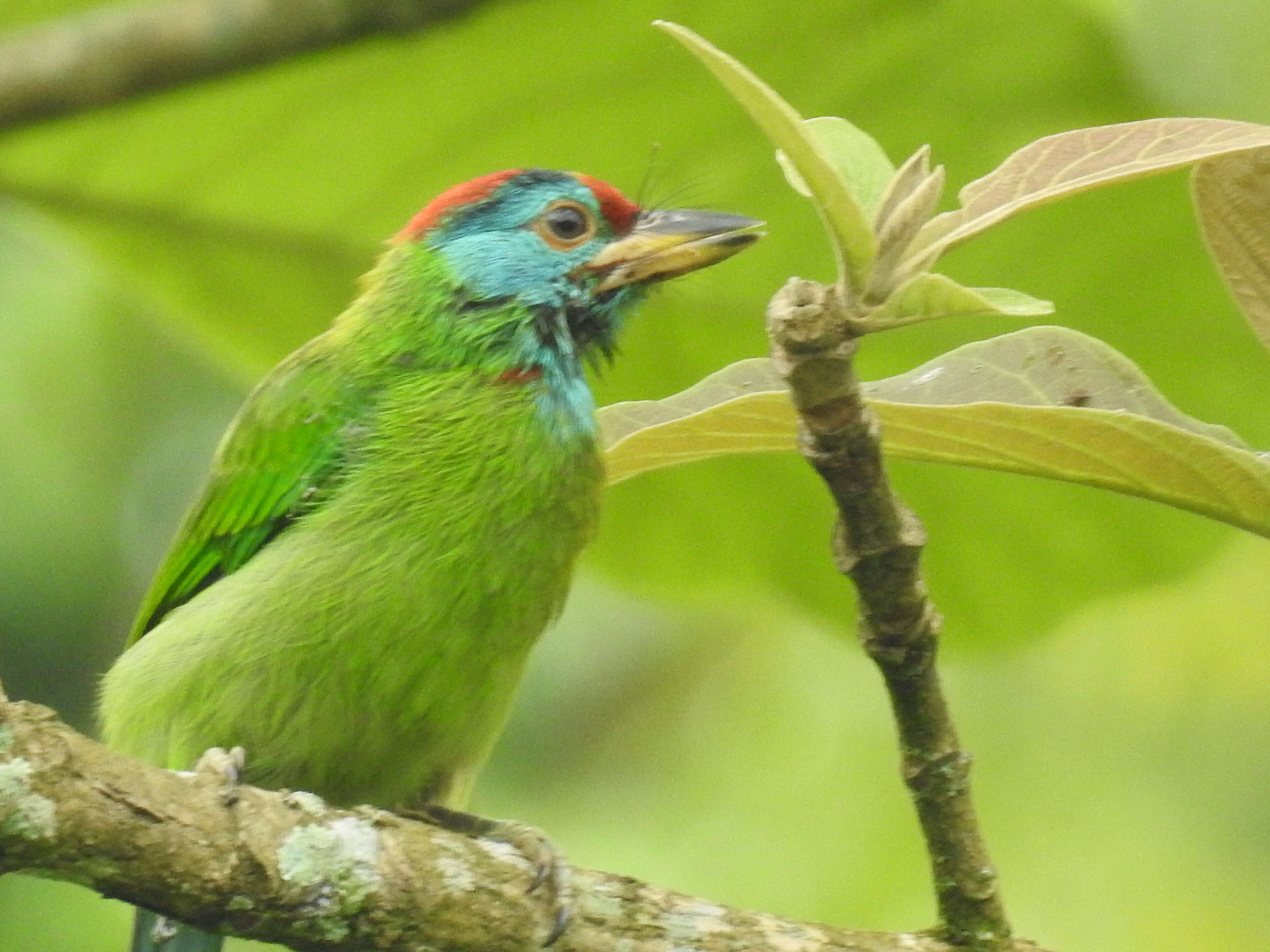 Image of Megalaima asiatica