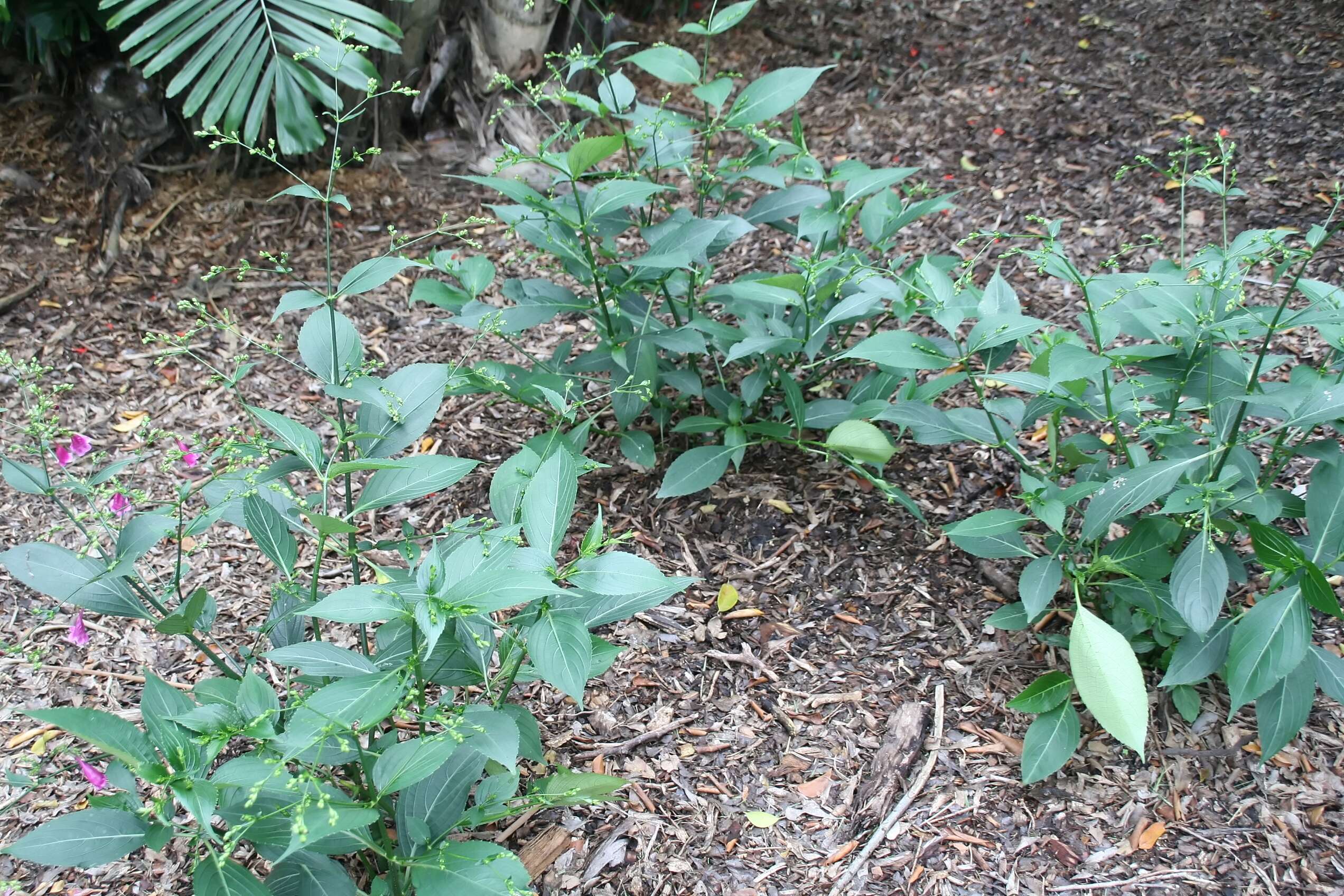 Image de Strobilanthes cusia (Nees) O. Kuntze