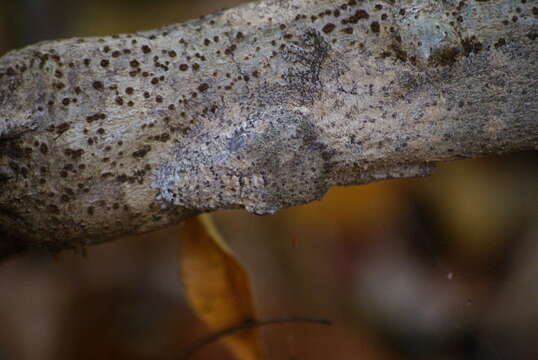 Uroplatus henkeli Böhme & Ibisch 1990 resmi