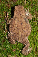 Image of Common Toad