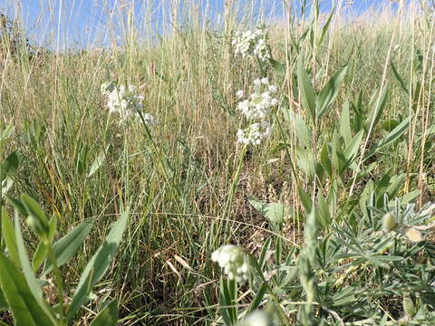 Image of Lady's leek