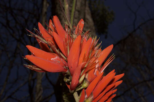 Image of Erythrina stricta Roxb.