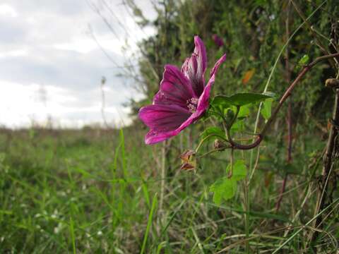 Image of high mallow