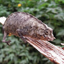 Image of Boulenger’s pygmy chameleon