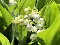 Image of convallaria