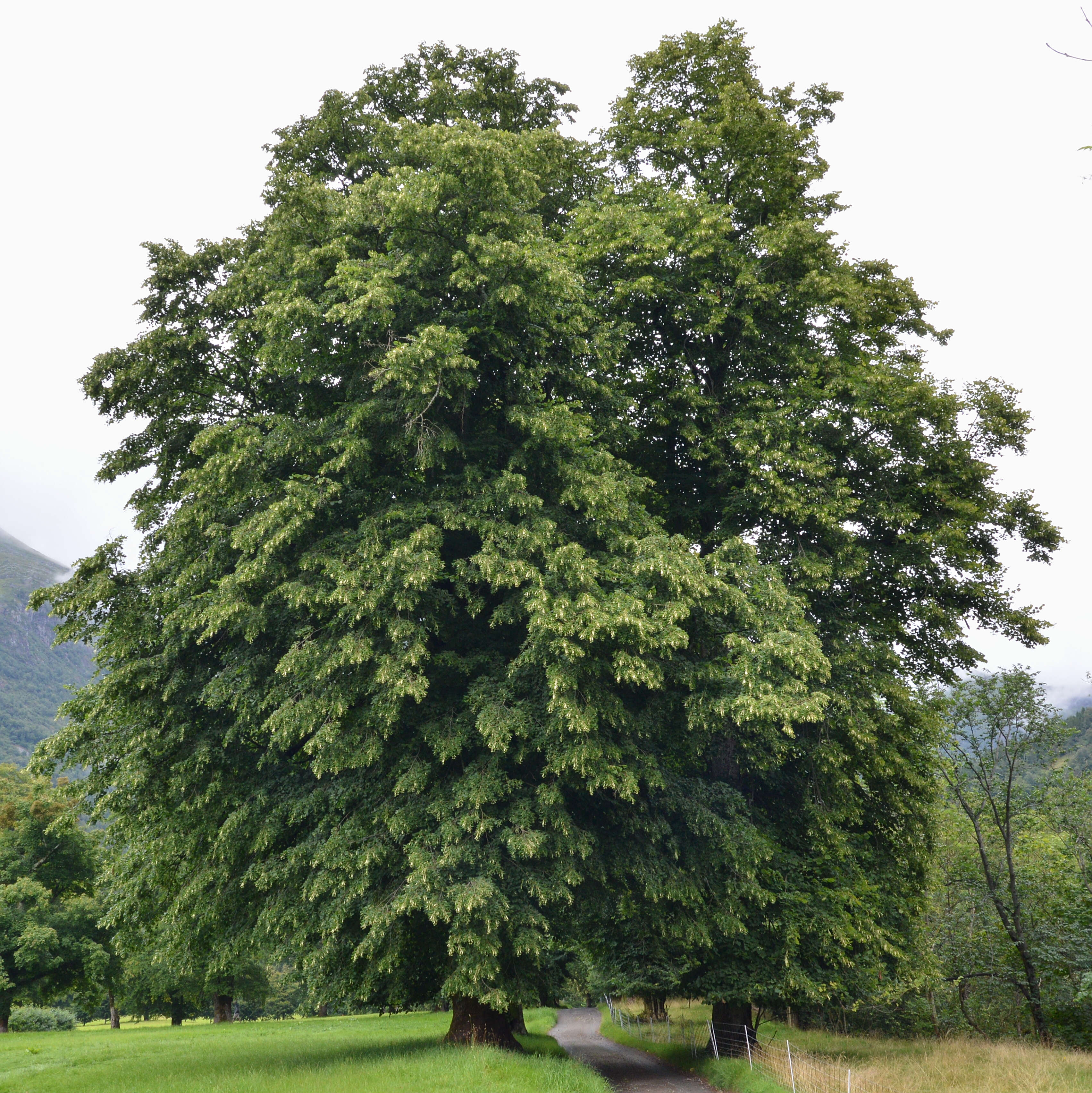 Image of Large-leaved Lime