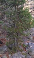 Image of <i>Pinus contorta murrayana</i>