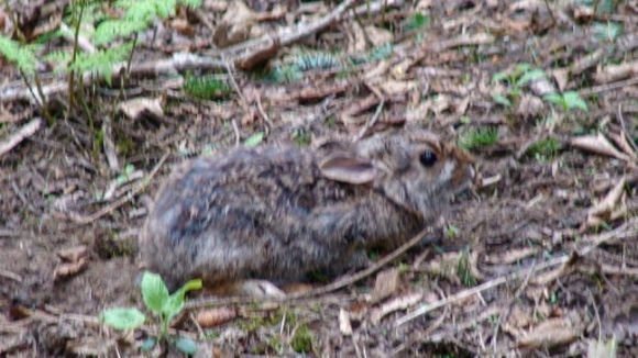 Image of Allegheny Cottontail