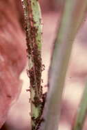 Image of Banana aphid