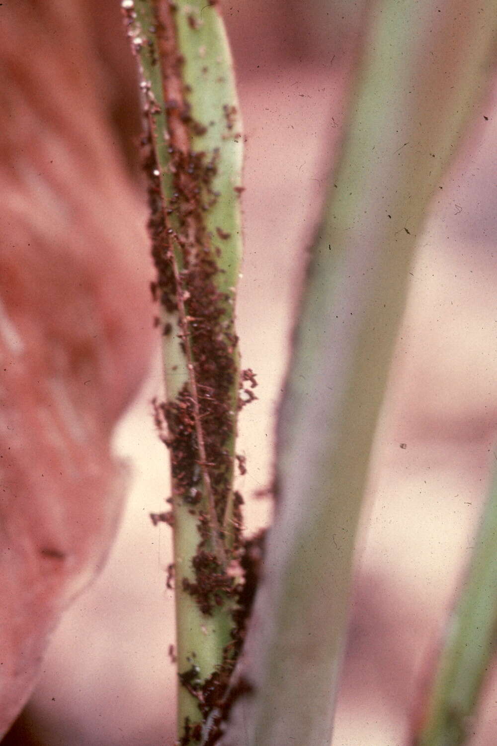 Image of Banana aphid