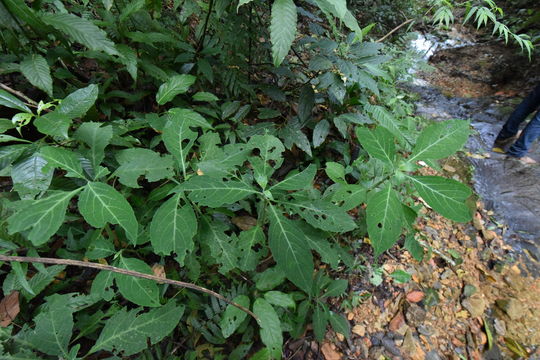 Image of <i>Salvia divinorum</i>