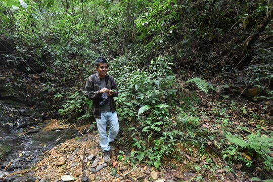 Image of <i>Salvia divinorum</i>
