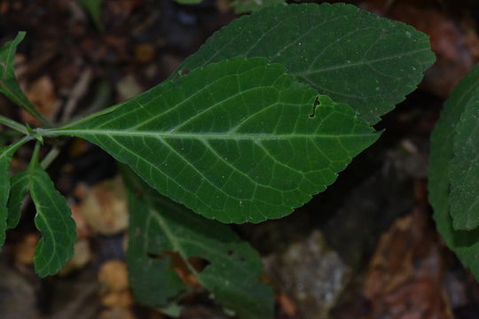 Image of <i>Salvia divinorum</i>