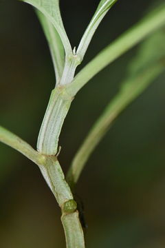 Image of <i>Salvia divinorum</i>