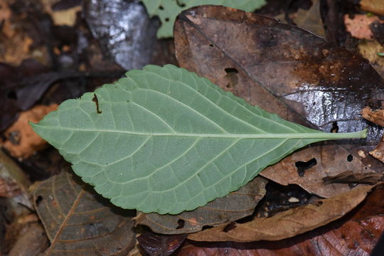 Image of <i>Salvia divinorum</i>