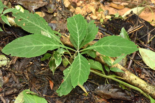 Image of <i>Salvia divinorum</i>