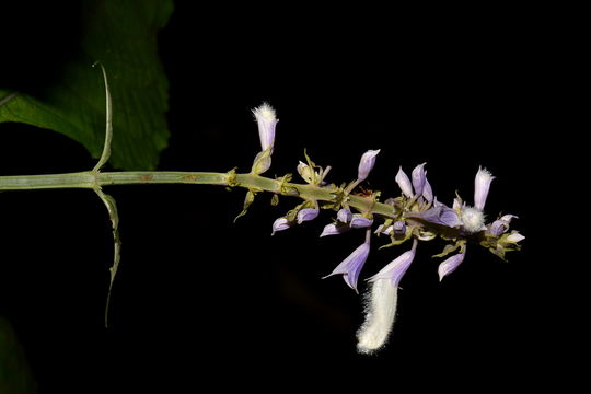 Image of <i>Salvia divinorum</i>
