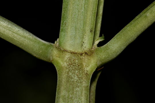 Image of <i>Salvia divinorum</i>