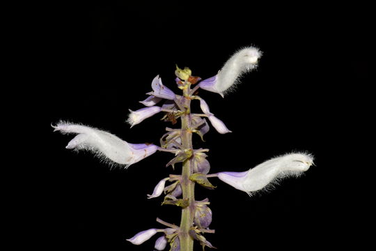 Image of <i>Salvia divinorum</i>