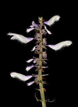 Image of <i>Salvia divinorum</i>
