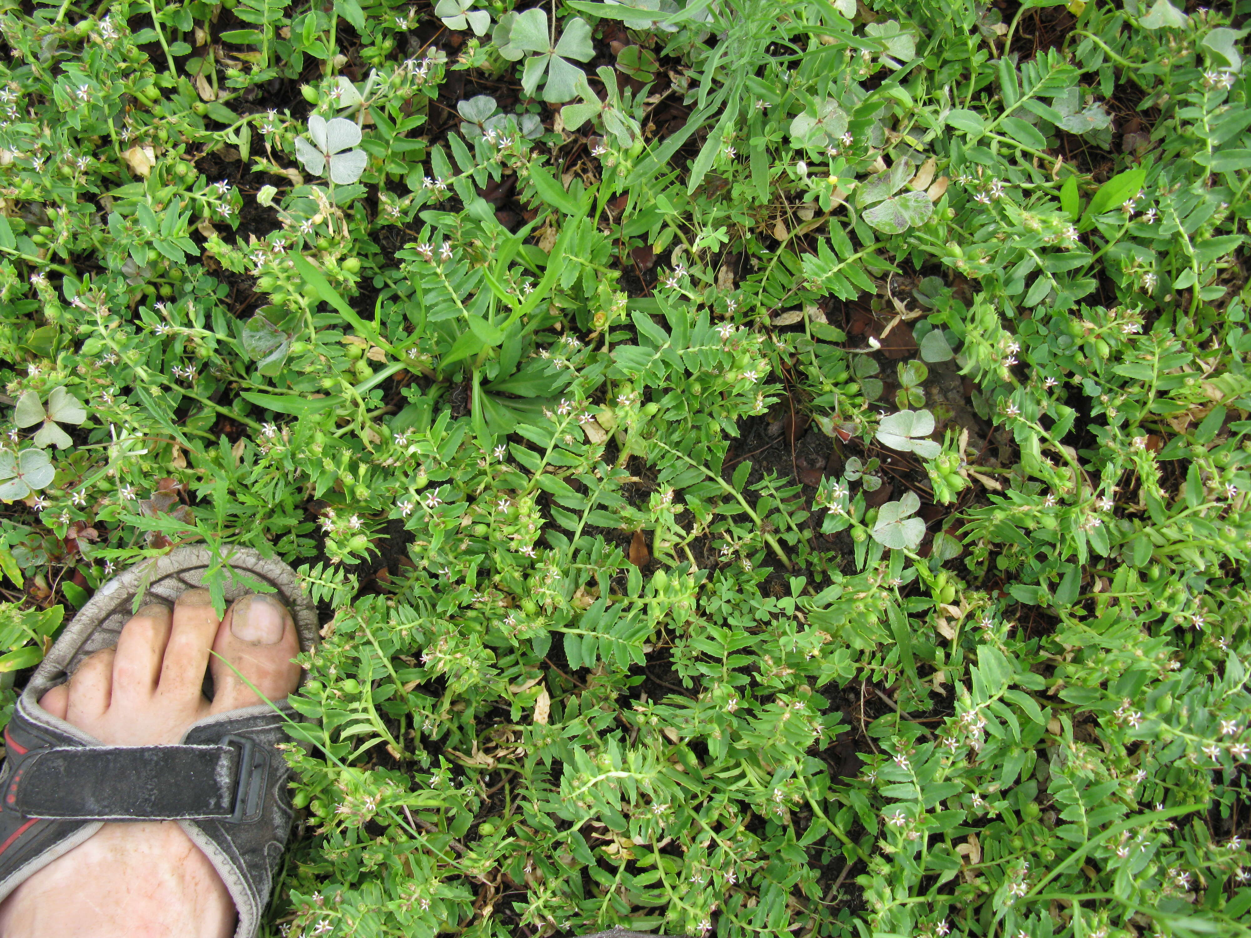 Image of Lobelia concolor R. Br.