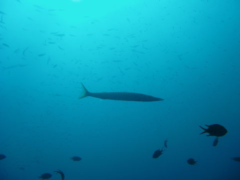 Image of Yellow Barracuda