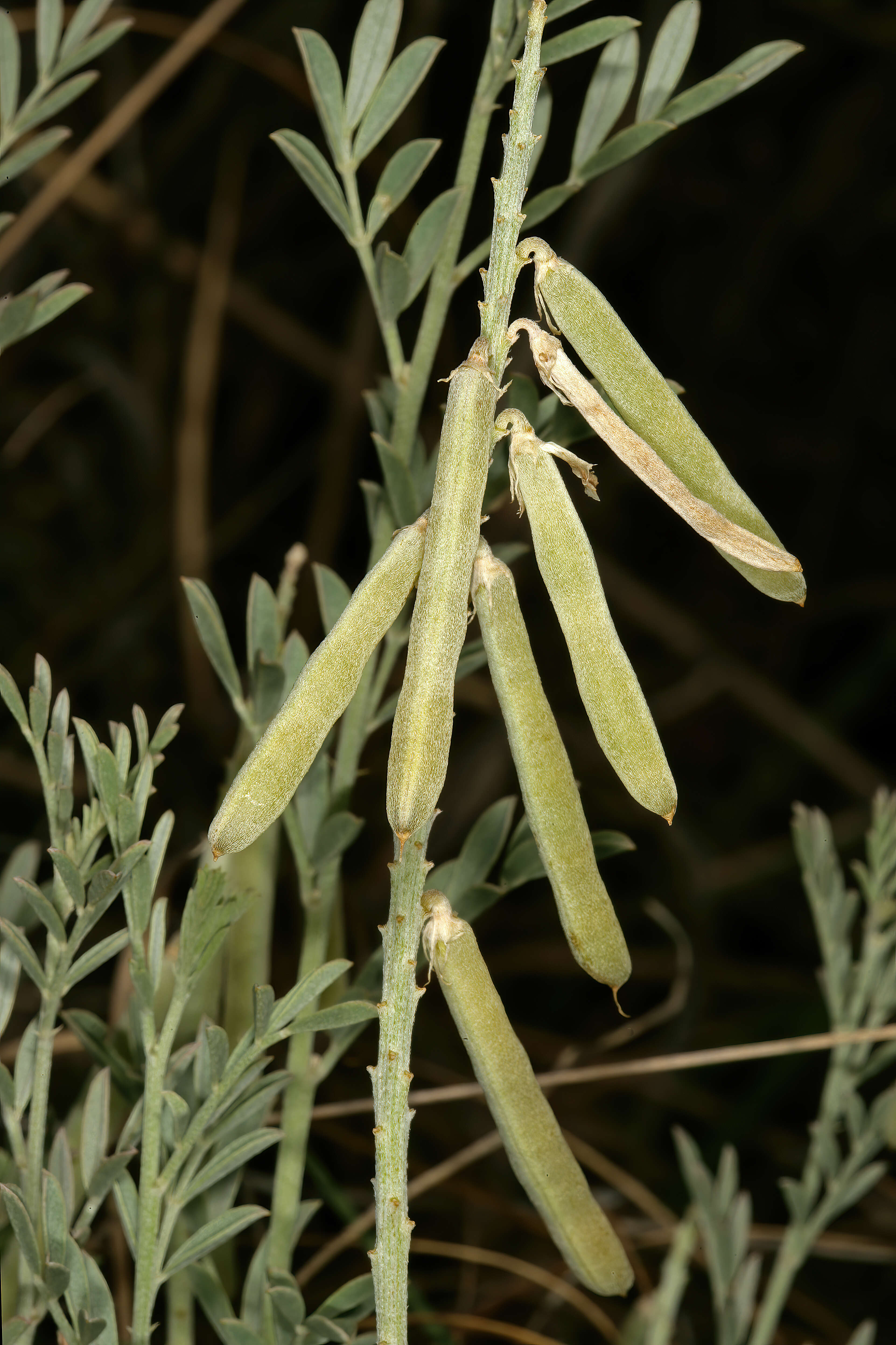 Indigofera hilaris Eckl. & Zeyh.的圖片