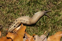 Image of ash-black slug