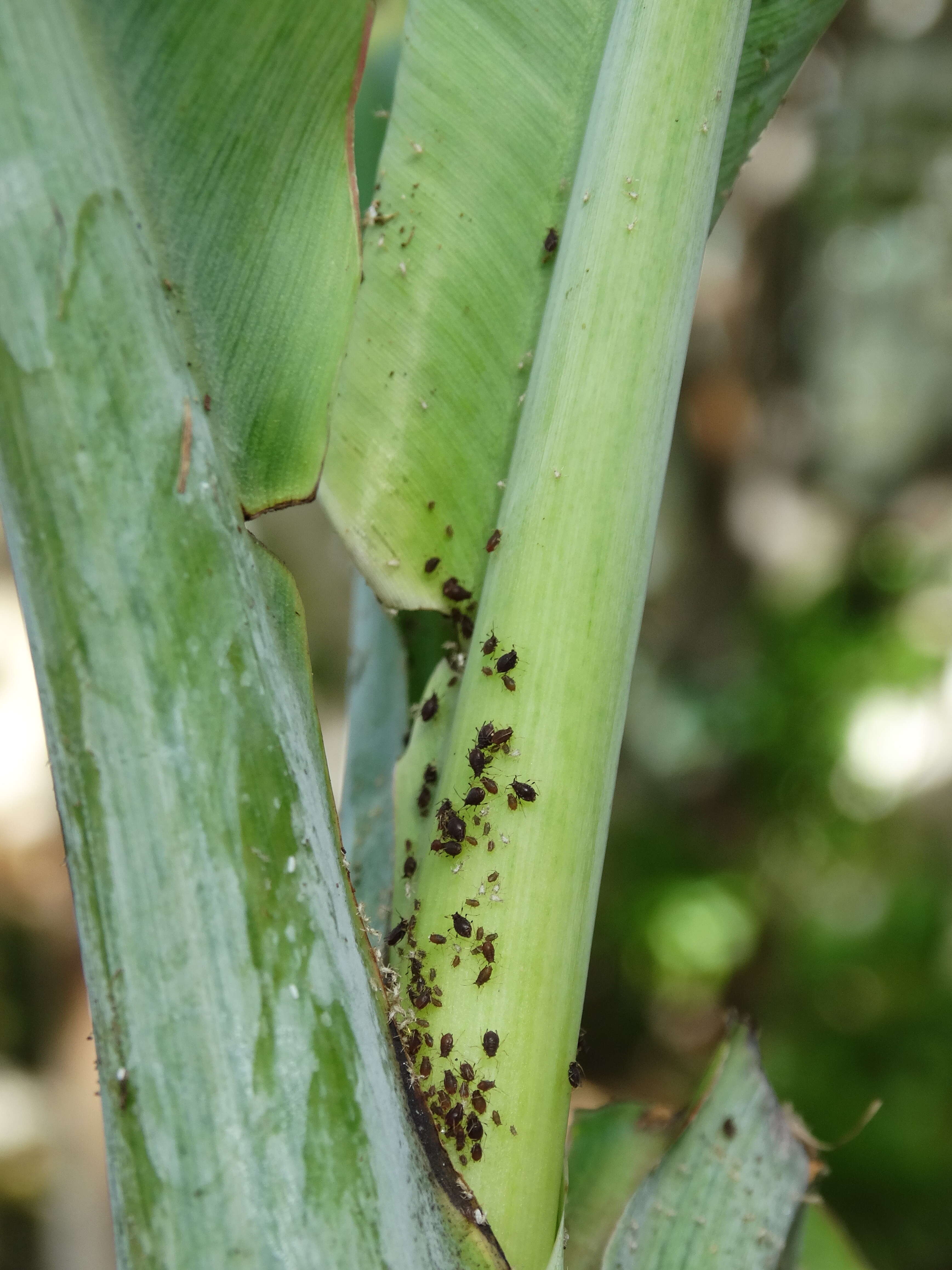 Image of Banana aphid