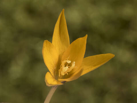 Image of Crocus vitellinus Wahlenb.