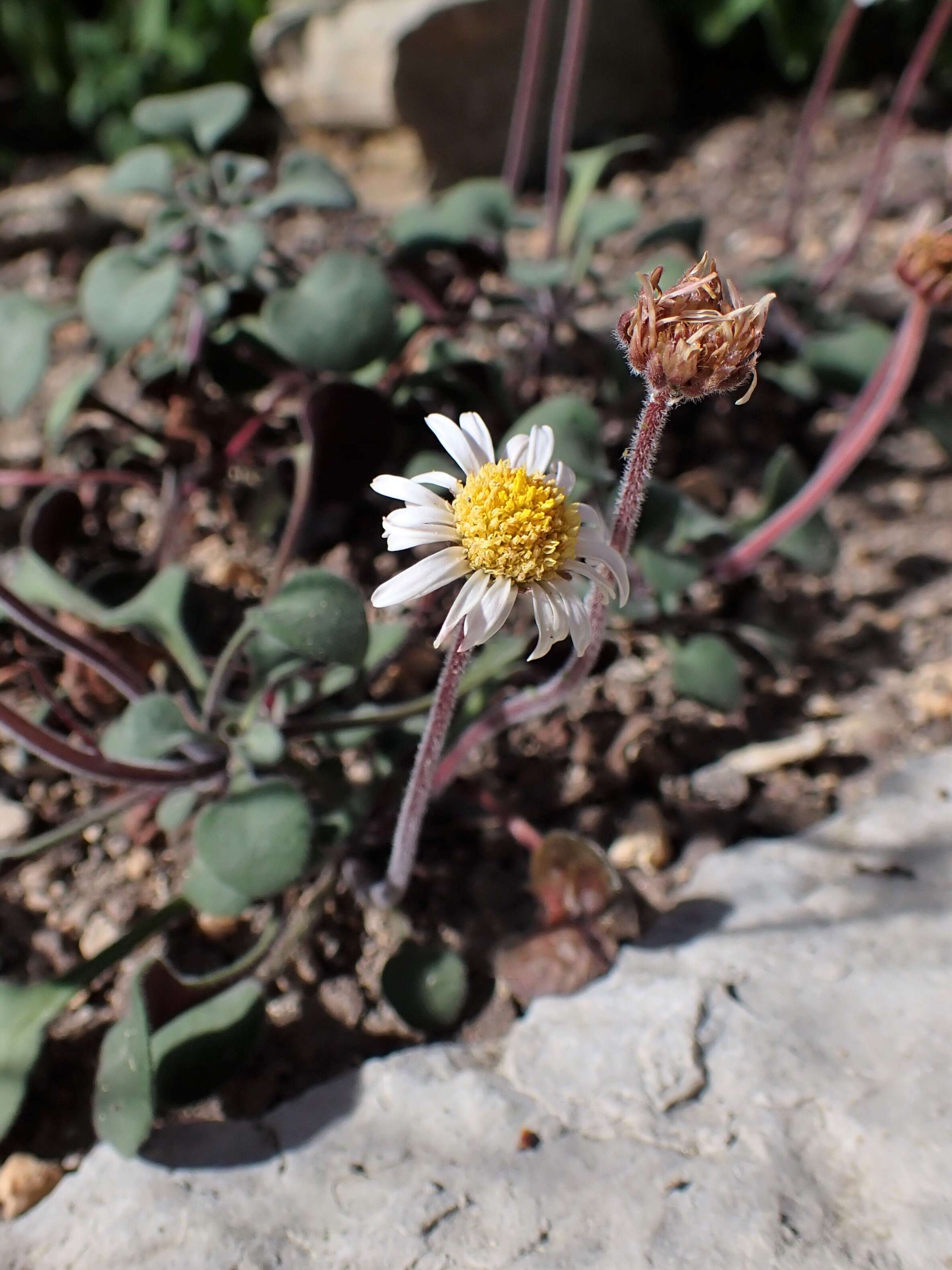 Image de Bellium crassifolium Moris