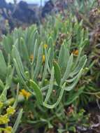 Crithmum resmi